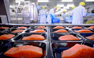 Salmon placed on Trays